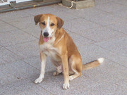 honden foto van farisha