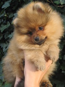 honden foto van Pommetje