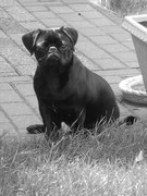 honden foto van Bertien & Senna