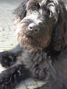 honden foto honden foto van Amerentiana