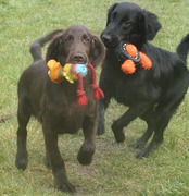 honden foto van OSHA flatcoat(s)