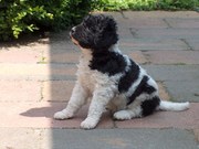 honden foto van Barbara