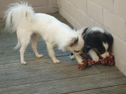 honden foto van stefan