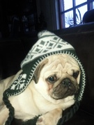 honden foto van BridS