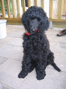 honden foto van Claudia Musch