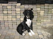 honden foto van Kyra