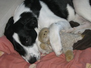 honden foto van Janine & Rasko