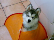 honden foto van Jeannette