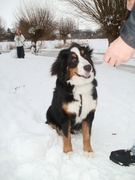 honden foto honden foto van Bleika