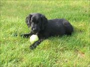 honden foto van Danny