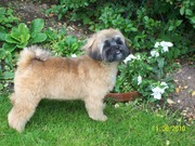 honden foto van vapeurke