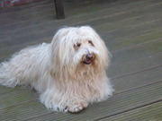 honden foto van S.A. Vermeulen