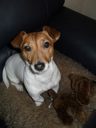 honden foto van Moniek