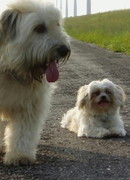 honden foto van nicole 