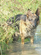 honden foto van Brienne