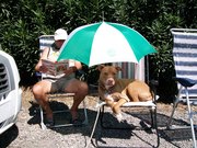 honden foto van Rita Goossens