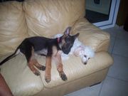 honden foto honden foto van christine