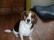 honden foto van sandra