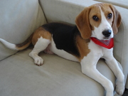 honden foto honden foto van Helen