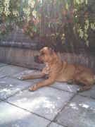 honden foto van Martin