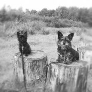 honden foto van Amanda-Djyant, Chinca & Kyra