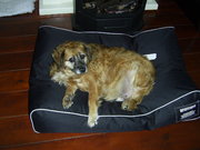 honden foto van Speedy