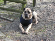 honden foto van anneke