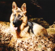 honden foto van Jacky Houwer