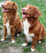 honden foto honden foto van Tom