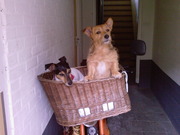 honden foto van Bianca..+kurt