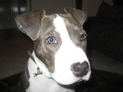 honden foto van mila