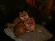 honden foto van Maud & Luna + Enzo