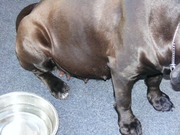 honden foto van Nancy