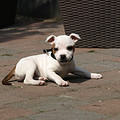 honden foto van Ingrid