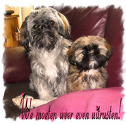 honden foto van Lamme