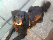 honden foto honden foto van Sanne&Spirit,,