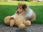 honden foto van anja