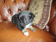 honden foto honden foto van yvonne45