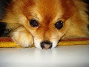 honden foto van Ilse Roelandt