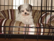 honden foto van Tess