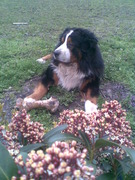 honden foto honden foto van Midas