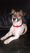 honden foto van Janneke Middel