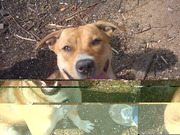 honden foto van Jorden (Luna)