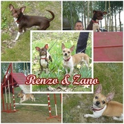 honden foto van Iris