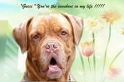 honden foto van gonda
