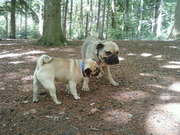 honden foto van Lisa