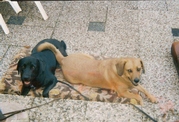 honden foto van mir85