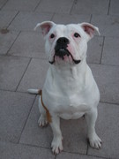 honden foto van nick/bully