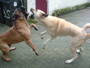 honden foto van mijn bull en kangal