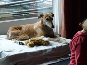 honden foto van Laure